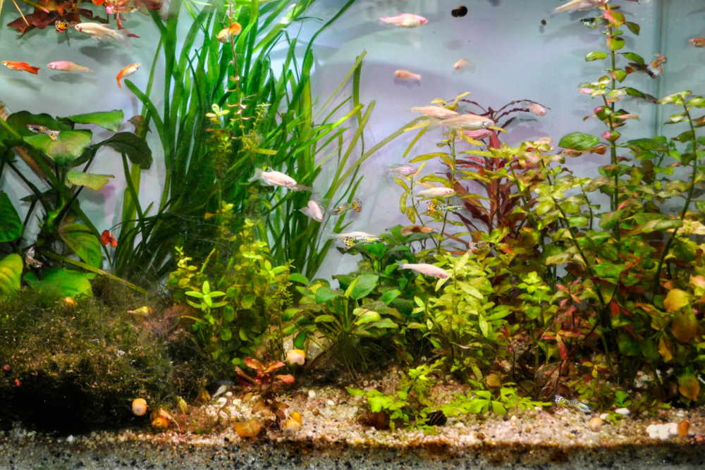 Fish Aquarium Tank